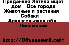 Преданная Хатико ищет дом - Все города Животные и растения » Собаки   . Архангельская обл.,Пинежский 